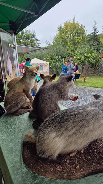 Fuchs, Waschbär und Dachs aus nächster Nähe. 