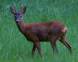 Rehbock